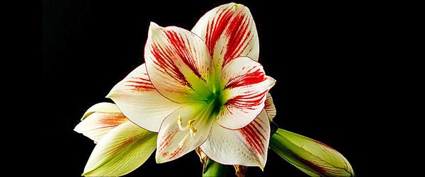Ωροσκόπιο Λουλουδιών – Αμαρυλλίς