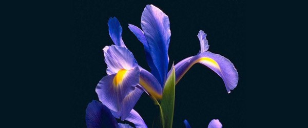 Ωροσκόπιο Λουλουδιών – Ίριδα