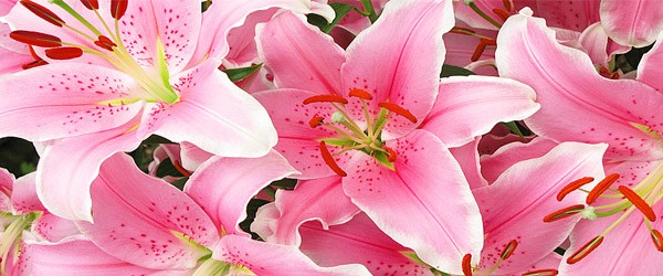 Ωροσκόπιο Λουλουδιών – Λίλιουμ
