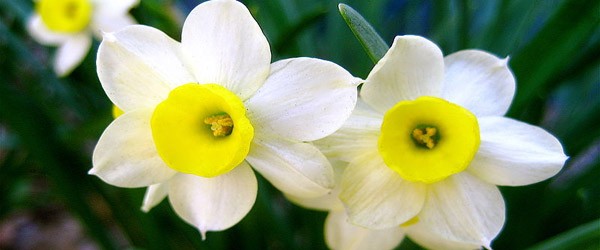 Ωροσκόπιο Λουλουδιών – Νάρκισσος