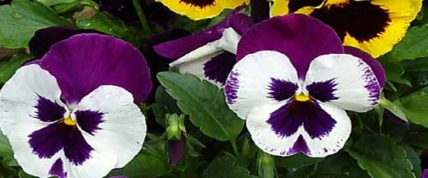Ωροσκόπιο Λουλουδιών – Πανσές