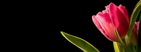 Ωροσκόπιο Λουλουδιών – Τουλίπα