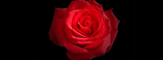 Ωροσκόπιο Λουλουδιών – Τριαντάφυλλο