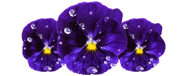 Ωροσκόπιο Λουλουδιών – Βιολέτα