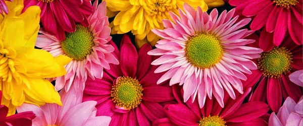 Ωροσκόπιο Λουλουδιών – Χρυσάνθεμο