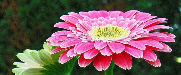 Ωροσκόπιο Λουλουδιών – Ζέρμπερα